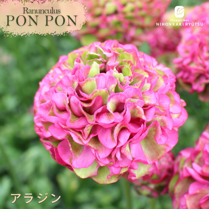 楽天市場】予約販売 ラナンキュラス ポンポンシリーズ 苗 ポンポン