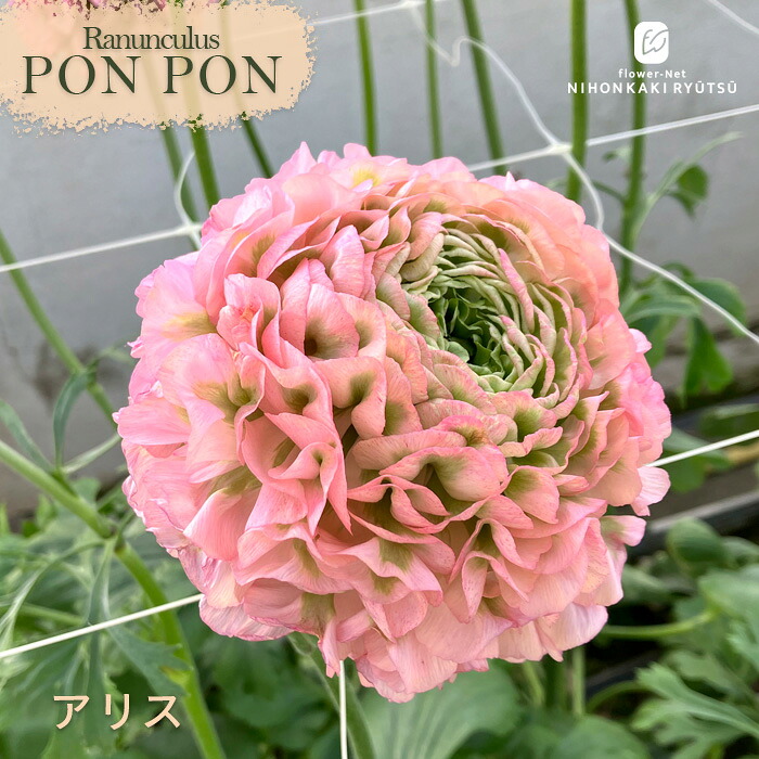 楽天市場】予約販売 ラナンキュラス ポンポンシリーズ 苗 ポンポン