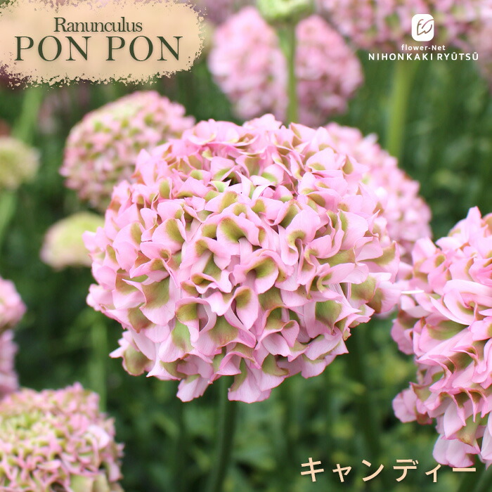 楽天市場】予約販売 ラナンキュラス ポンポンシリーズ 苗 ポンポン