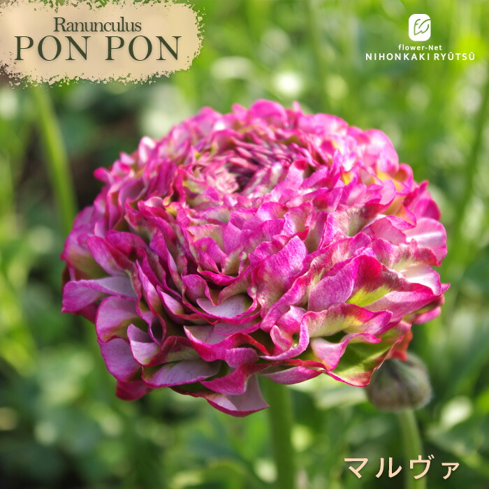 楽天市場】予約販売 ラナンキュラス ラックス 苗 アリアドネ 10.5cm