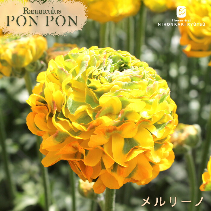 楽天市場】予約販売 ラナンキュラス ラックス 苗 アリアドネ 10.5cm