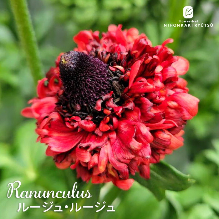 楽天市場】予約販売 ラナンキュラス ポンポンシリーズ 苗 ポンポン
