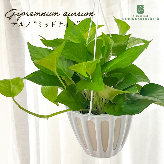 ポトステルノランコントル　カット発根済み 1葉っぱサイズ約13cm　1 楽天市場】希少品種！ポトス（テルノ）ランコントル吊り鉢