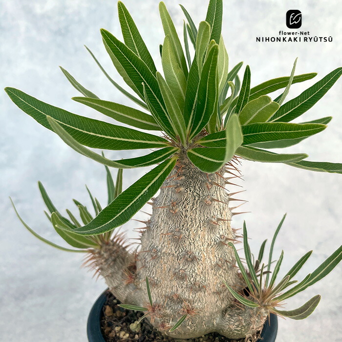 楽天市場】多肉植物 caパキポディウム デカリー 実生 送料無料 多肉