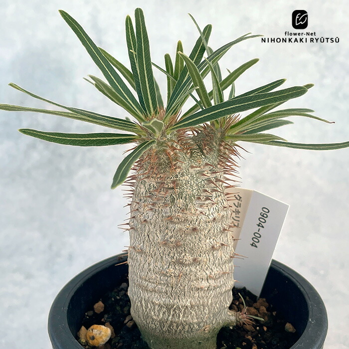 楽天市場】多肉植物 caオペルクリカリア デカリー 実生 多肉植物 送料