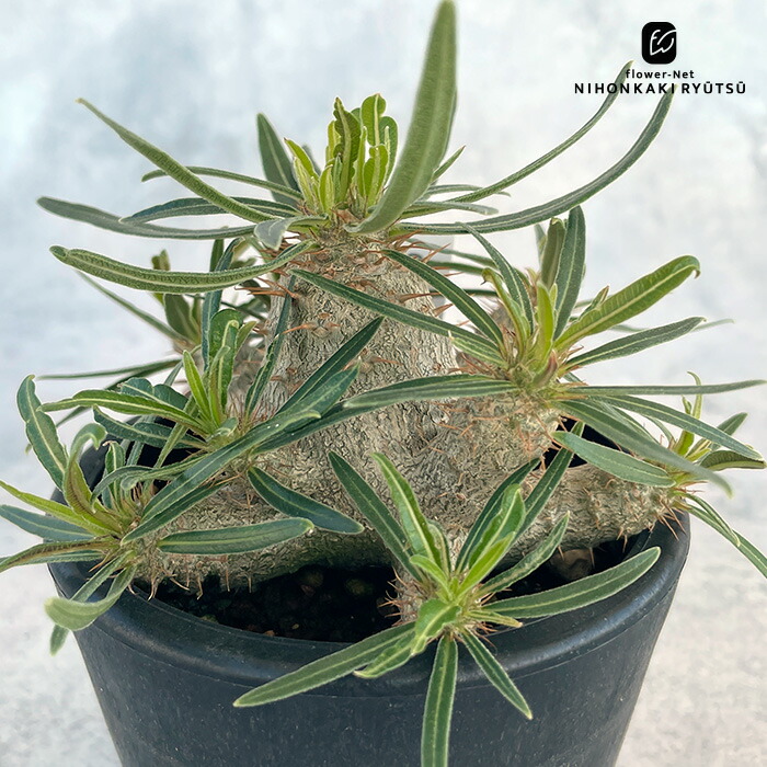 向山グラキリス 3頭仕立て ドライカクタス サボテン ツルビニカルプス 向山グラキリス 3頭仕立て ドライカクタス サボテン