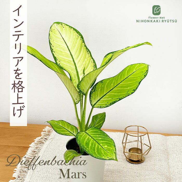 楽天市場】ディフェンバキア チーター 6号鉢 観葉植物 鉢植え