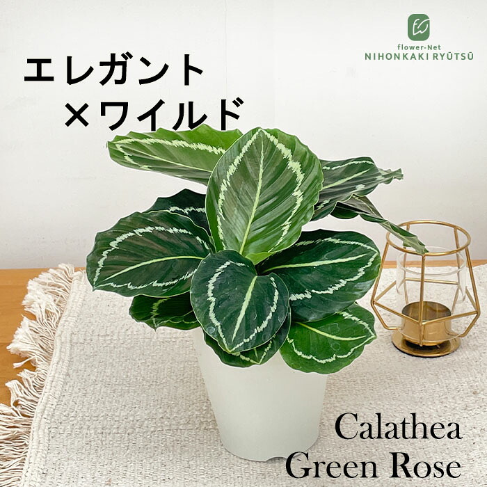 楽天市場】観葉植物 フィカス レリジオーサ 4号鉢 インドボダイジュ