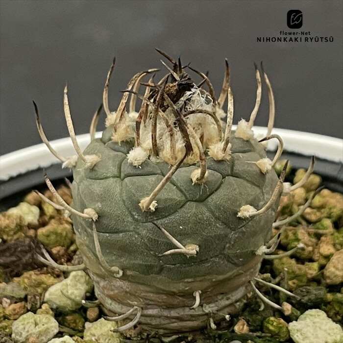 楽天市場】多肉植物 サボテン 虹牡丹錦 開花 美羽 強刺 大株