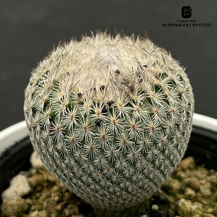 楽天市場】hmサボテン 小人の帽子 6cmポット エピテランサ ボーケイ