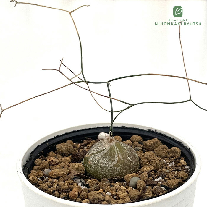 ドルステニア ギガス 実生 塊根植物 コーデックス P 楽天市場】多肉植物 caドルステニア ギガス 実生苗 送料無料