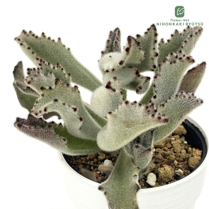 楽天市場】多肉植物 O's銀天女物語 EPISODE 03 大海天女 多肉植物 O's