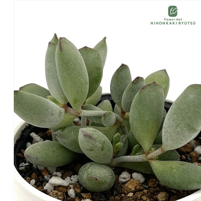 楽天市場】多肉植物 ca チレコドン レティキュラータ 万物想 実生苗