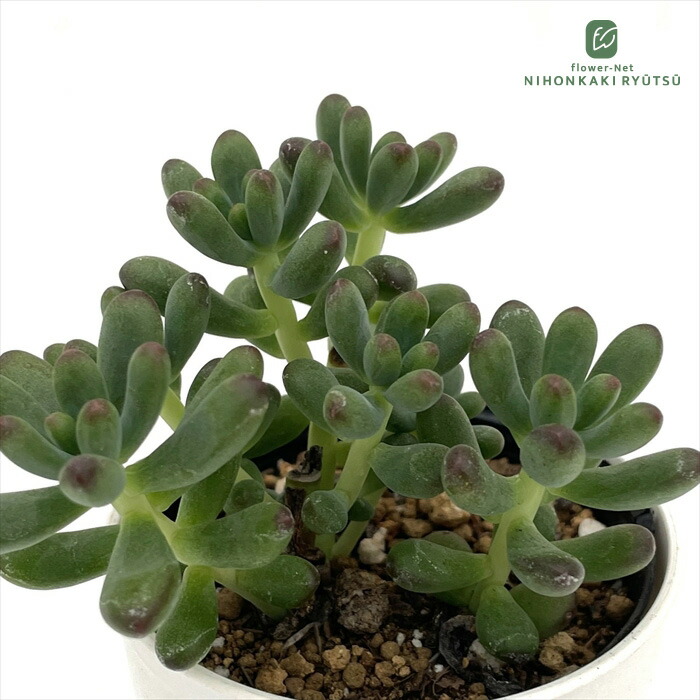 楽天市場】多肉植物 sizセダム 蜜柑てまり 多肉植物 雫ファームさん苗