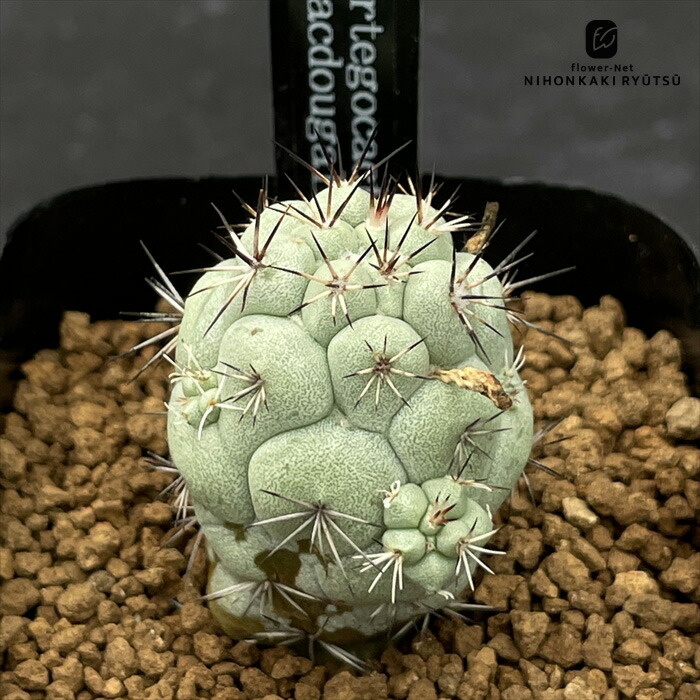 楽天市場】サボテン：オルテゴカクタス マクドガリー 実生*幅2.5cm