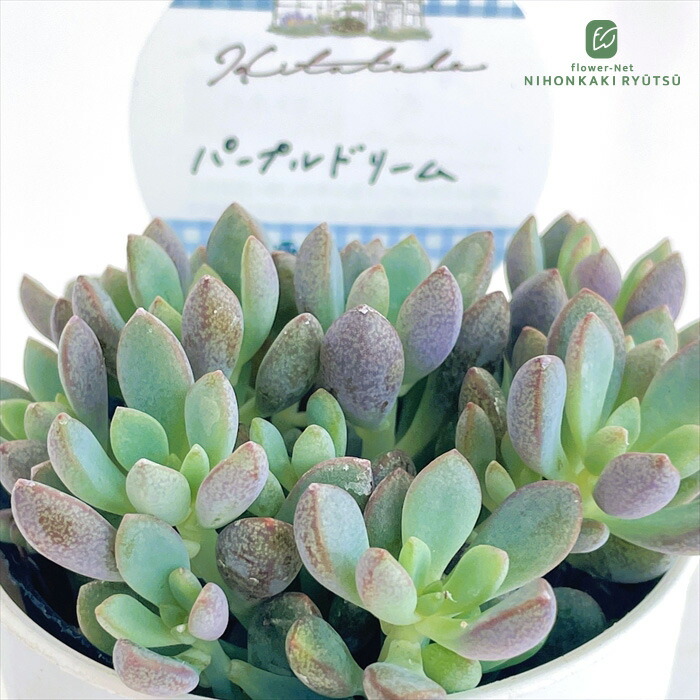 楽天市場】多肉植物 kthグラプトペタルム 姫秋麗錦 多肉植物