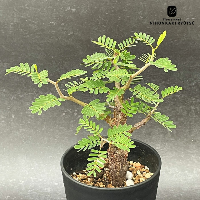 楽天市場】多肉植物 caパキポディウム ナマクアナム 光堂 実生 3号鉢