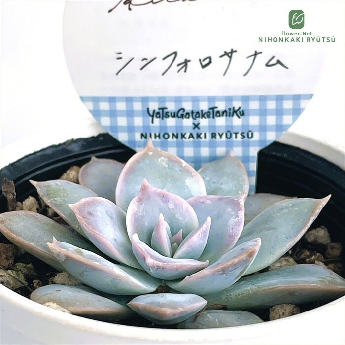 楽天市場】多肉植物 sizセダム 蜜柑てまり 多肉植物 雫ファームさん苗