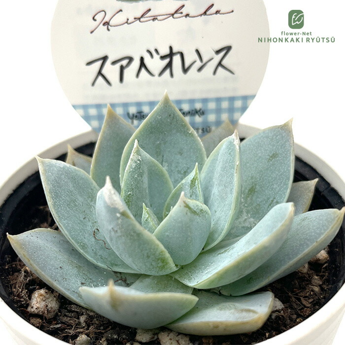 楽天市場】多肉植物 Hitotabaグラプトベリア ティテュバンス錦 多肉