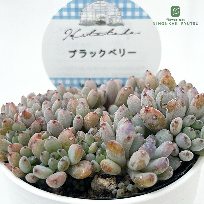 楽天市場】多肉植物 hmグラプトペタルム ピーチ姫多頭 多肉植物