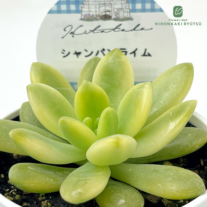 多肉植物^o^  葉挿し赤ちゃんシャンパンライム  錦 多肉植物^o^ 葉挿し赤ちゃんパープルデイライト 図鑑】パープルディ