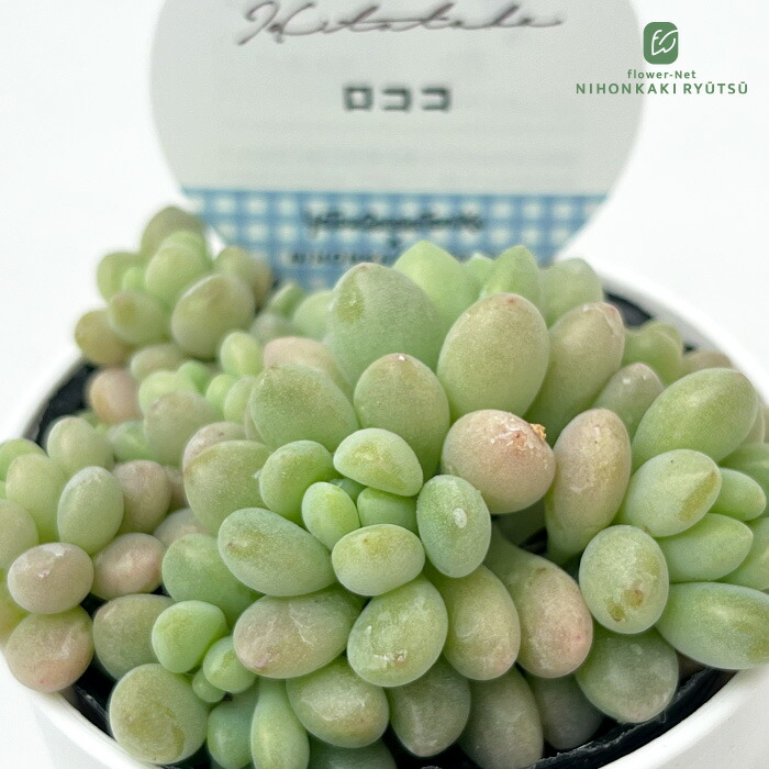 おらいさんミックスベリア　072蛙の音 楽天市場】多肉植物 oriミックスベリア No.072 蛙の音 多肉植物 お