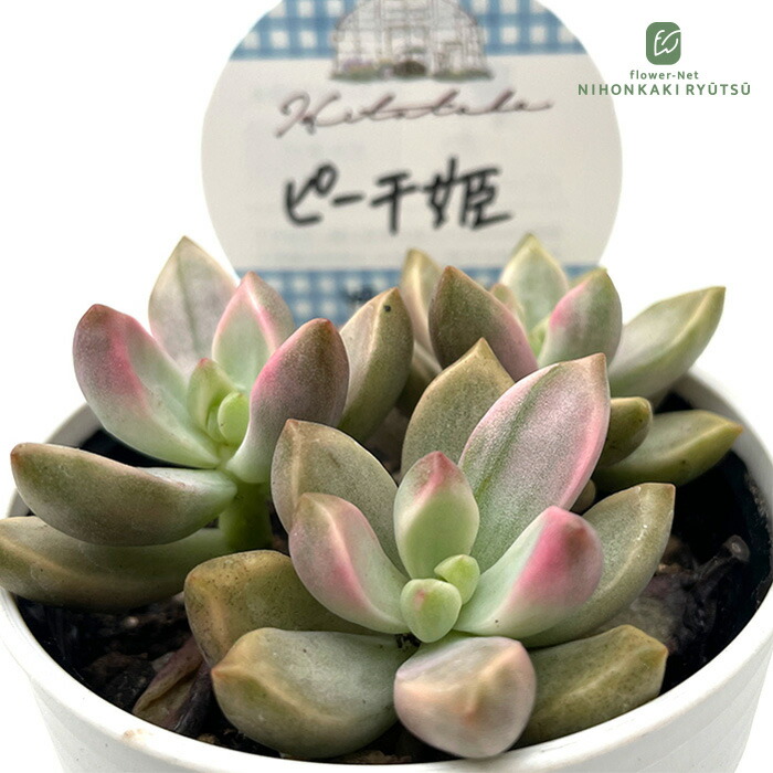 楽天市場】多肉植物 hmグラプトペタルム アメジスチヌム3頭 多肉植物