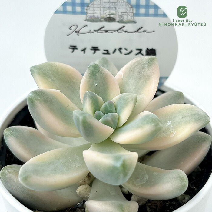 楽天市場】多肉植物 hmグラプトペタルム ピーチ姫多頭 多肉植物