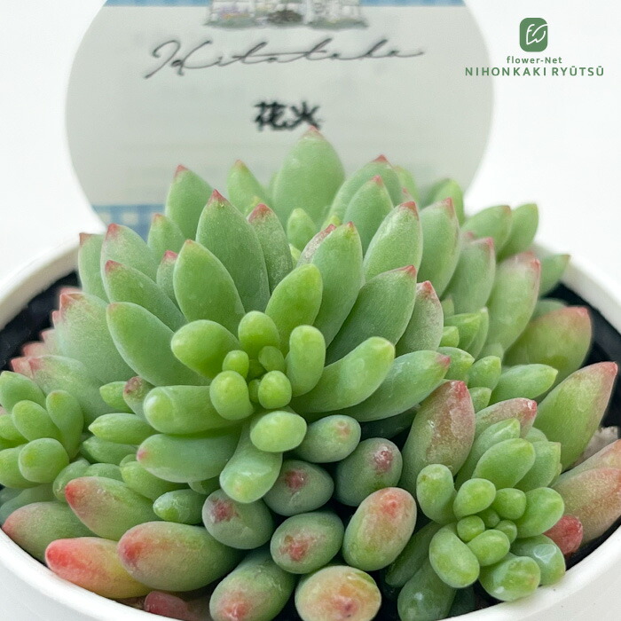 楽天市場】多肉植物 oriミックスベリア No.068 ヴィンテージ