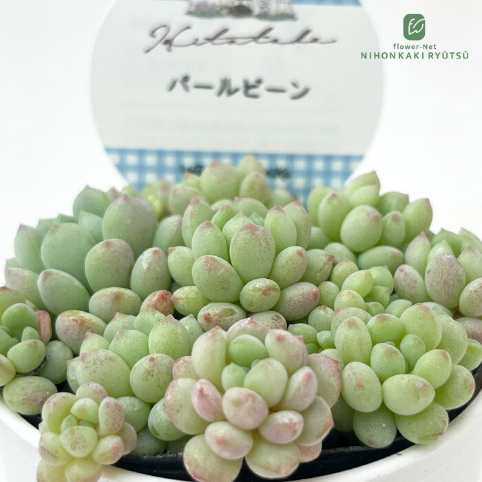 楽天市場】多肉植物 oriミックスベリア No.029 円 多肉植物 おらいさん