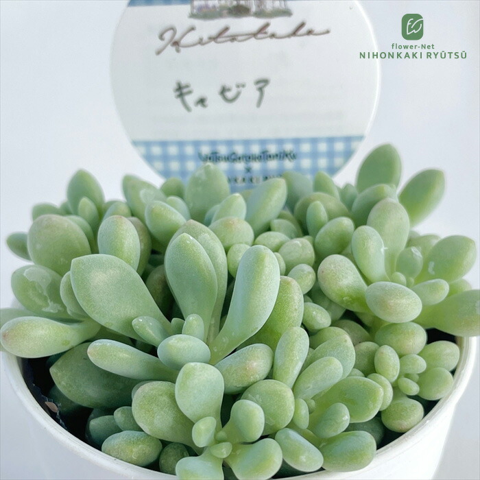 ヴィンテージレター札付きポットごとメルカリ便おらいさん苗ミックスベリア ヴィンテージレター札付きポットごとメルカリ便おらいさん苗