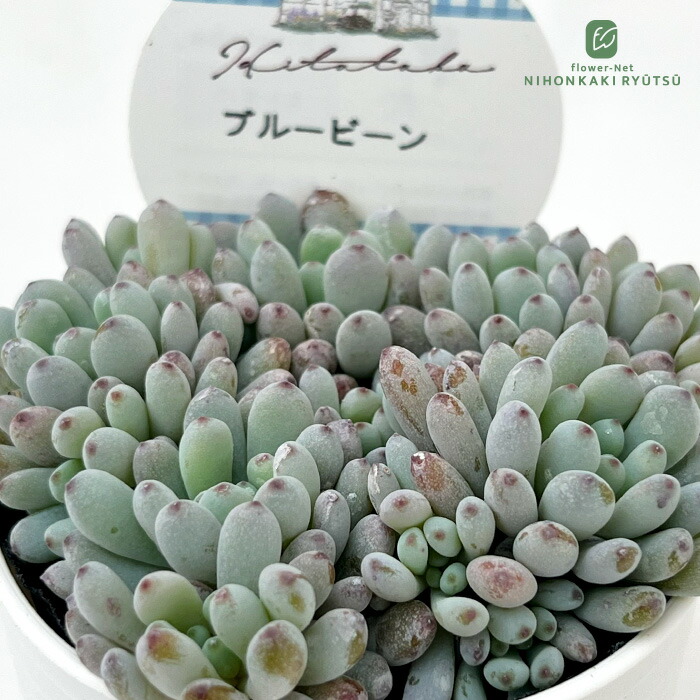 楽天市場】多肉植物 oriミックスベリア No.008 ちょこん 多肉植物 お