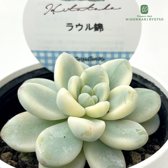 楽天市場】多肉植物 Hitotabaグラプトベリア ティテュバンス錦 多肉