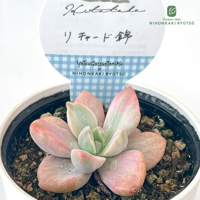 楽天市場】多肉植物 kthエケベリア セドイデス錦 多肉植物 古都