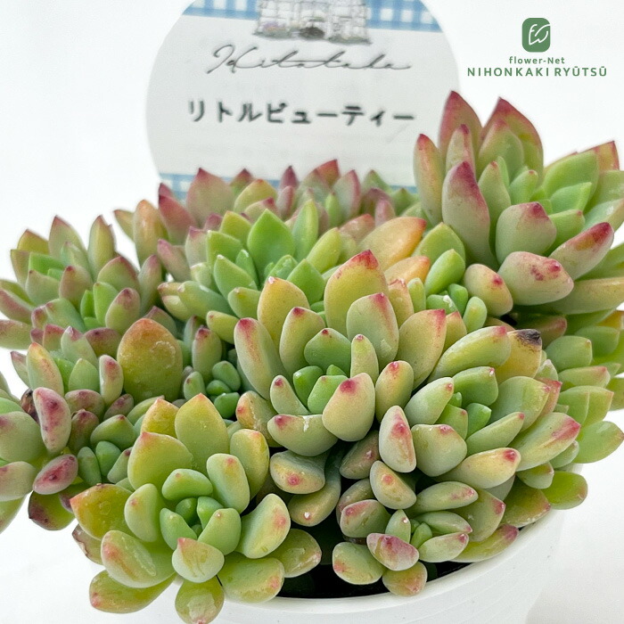 楽天市場】多肉植物 hmセダム リトルビューティー 多肉植物 セダム 6cm