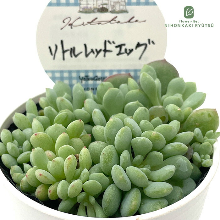 楽天市場】多肉植物 kthグラプトセダム 小桃いろは 品種登録出願中