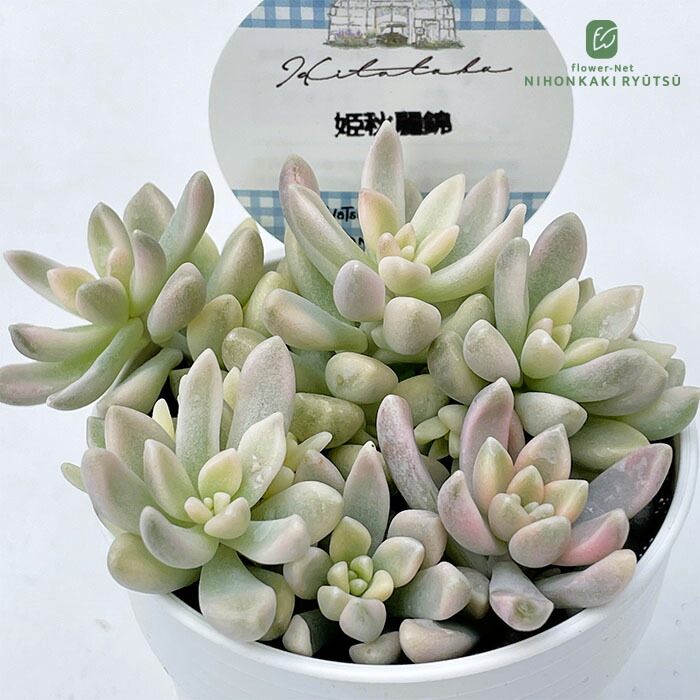 お取り置き専用　多肉植物　オルペット錦　他 お取り置き専用 多肉植物 オルペット錦 他