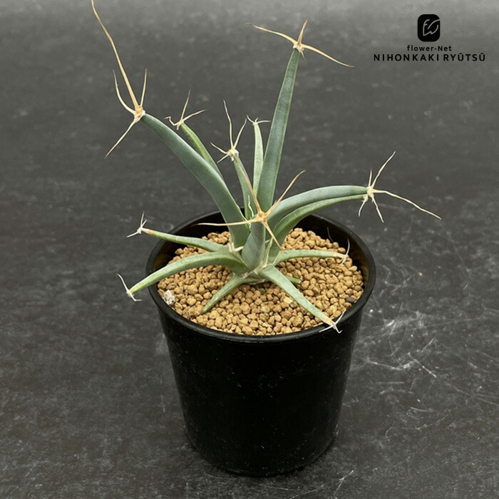 楽天市場】サボテン：レウクテンベルギア 晃山 実生*幅6cm : 遊恵