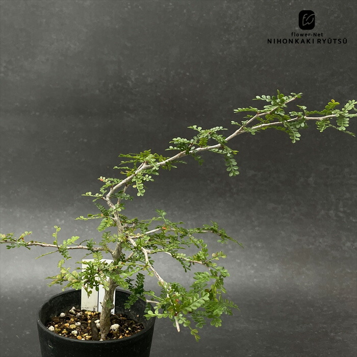 【サマーセール！！】ボスウェリアナナ×アスプレニフォリア 実生 現品限り】ボスウェリア・ナナ × アスプレニフォリア 実生【AD29