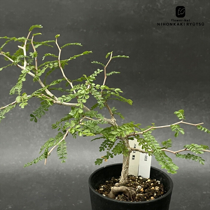 パキプス オペルクリカリア 塊根植物 盆栽 多肉植物 コーデックス 楽天市場】コーデックス：オペルクリカリア パキプス 発根済*葉