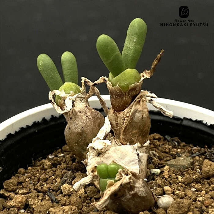 楽天市場】多肉植物 caドルステニア ギガス 実生苗 送料無料