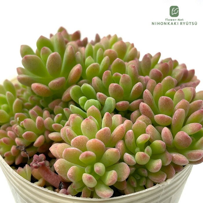 楽天市場】多肉植物 hmセダム ルビーティント多肉植物 セダム 6cm