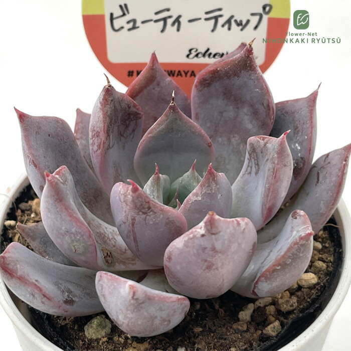 楽天市場】多肉植物 kswエケベリア ダークオパール 柏屋商店さん苗