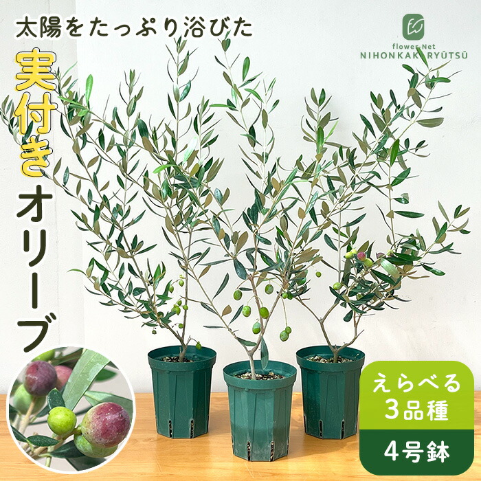 オリーブ　ルッカ　約120cm 【オリーブの木　シンボルツリー】 59 オリーブ 鉢植え 10号（546:ルッカ）創樹ブランド シンボル