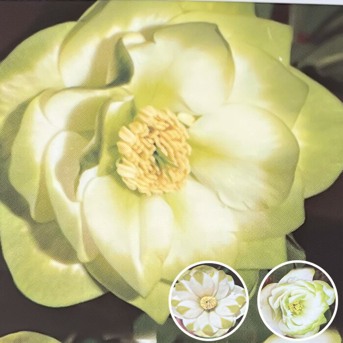 楽天市場】クリスマスローズ 広瀬園芸 ソレイユ ダブル 0213-006 現品