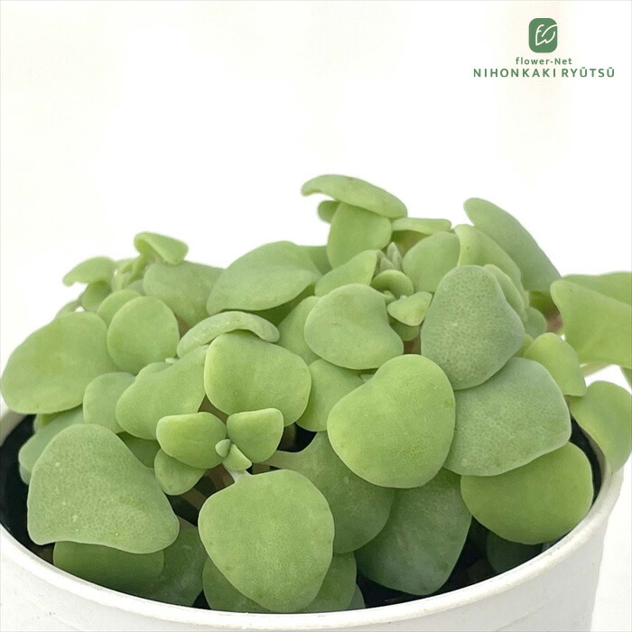 希少　レア品種　多肉植物　クラッスラ　『ネモロサ』　1カット(根っこ有りません) 楽天市場】多肉植物 seクラッスラ ネモロサ 多肉植物 クラッスラ