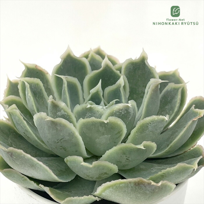 多肉植物　★　Ｅ７７　　エケベリア　マーガレット錦　★　キュートなかわいいグラデーション　(*^-^*) マーガレット錦 \u2013 多肉植物の通販・販売サイト tawawa