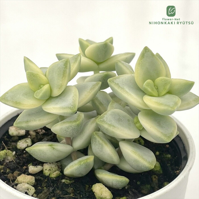 楽天市場】多肉植物 hmアナカンプセロス ばらまき ルベルシー