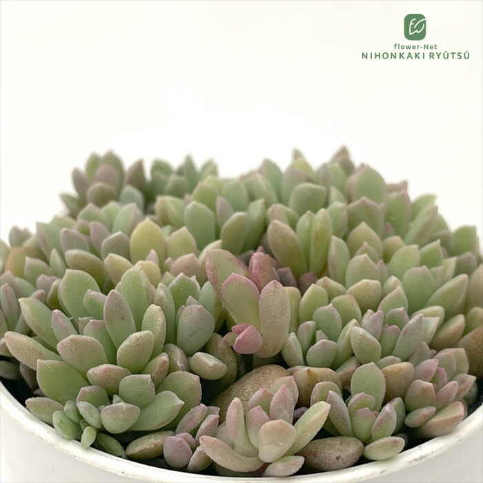 楽天市場】多肉植物 oriミックスベリア No.008 ちょこん 多肉植物 お