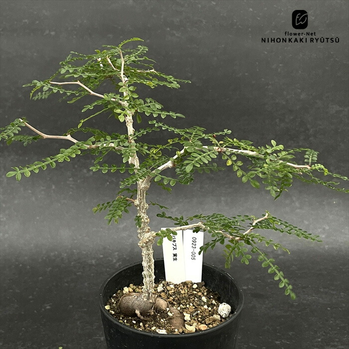 t*i様 【期間限定セール】ボスウェリア・ナナ（実生） 2025年最新】ボスウェリア ナナの人気アイテム - メルカリ